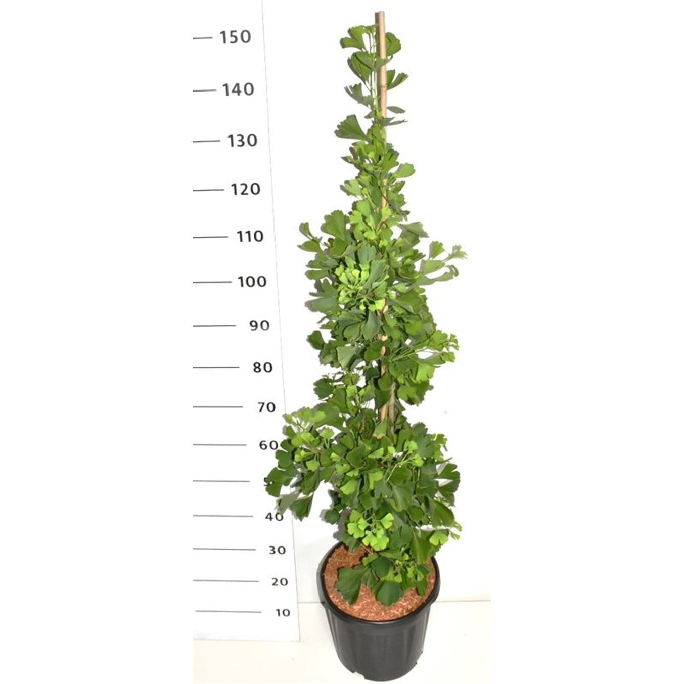 Tempelträd – Ginkgo biloba 'Fastigiata Blagon' - C13 80-100 cm. Gestokt